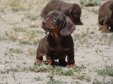 chiots teckels nains 1300 35600 Redon