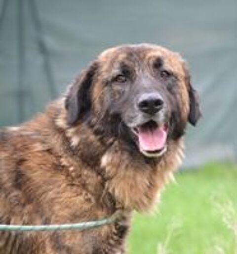   Galindo 4 ans, une merveille de chien (sociable chiens et chats) 