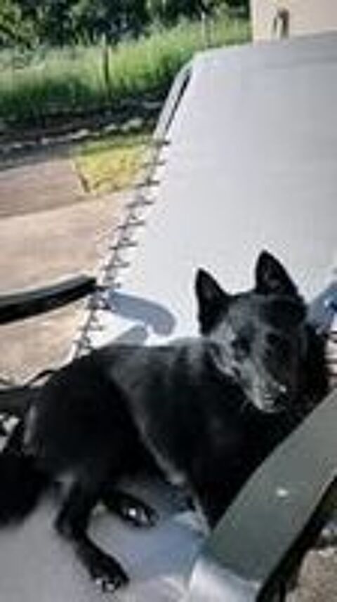   Chien SCHIPPERKE à l adoption 