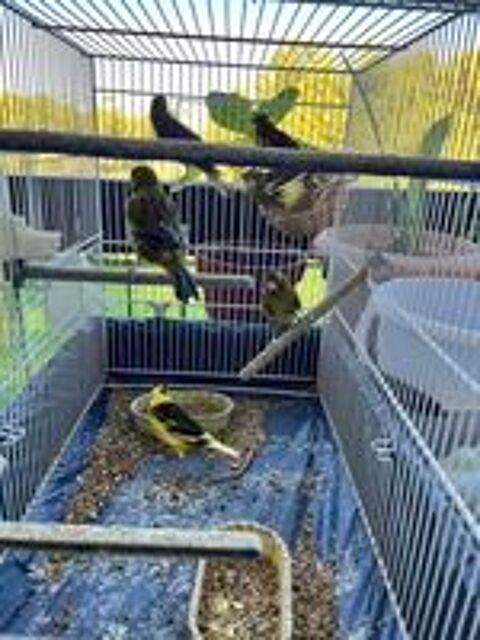   Canaris 