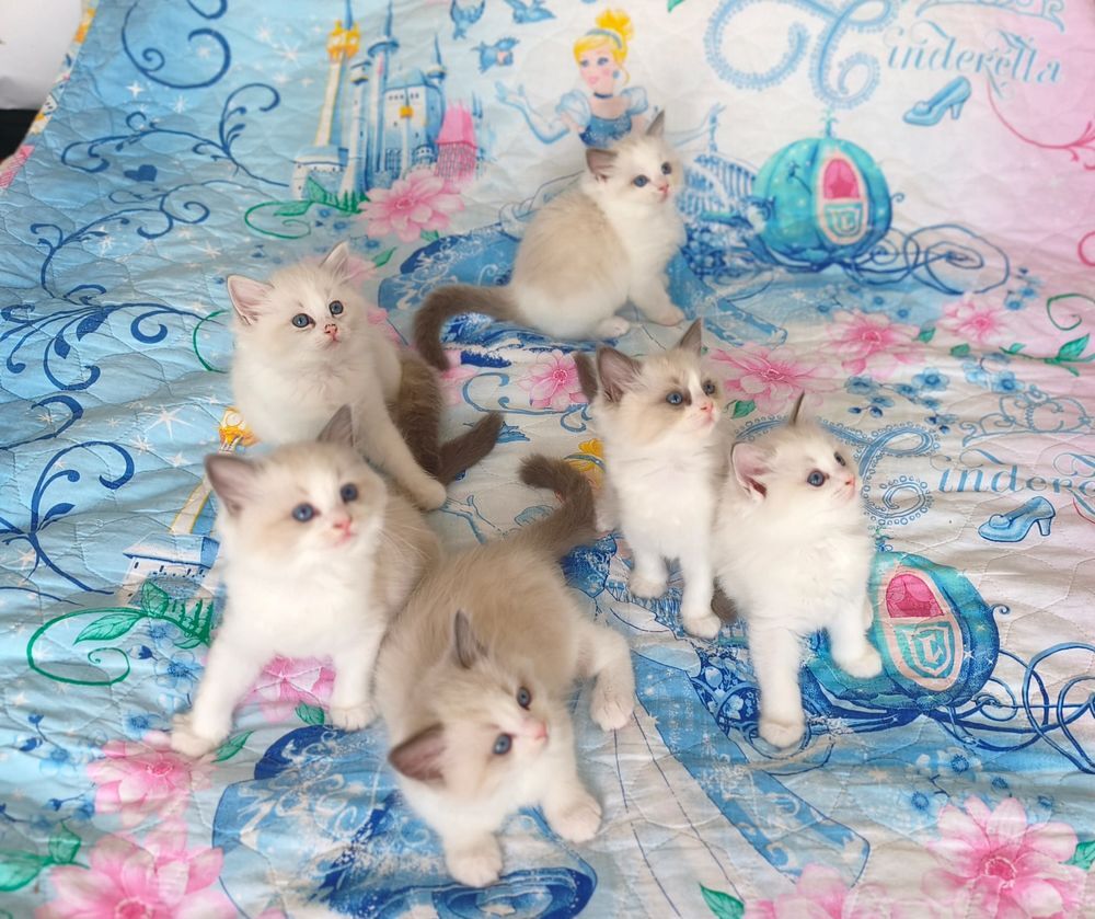   Chaton RAGDOLL 