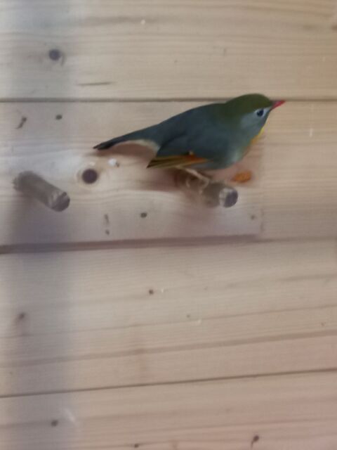 2 femelles de rossignol du Japon 150 59230 Saint-amand-les-eaux