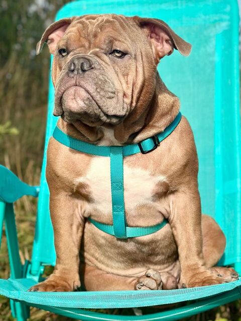 CHIOT TYPE AMERICAN BULLY
1400 54390 Frouard