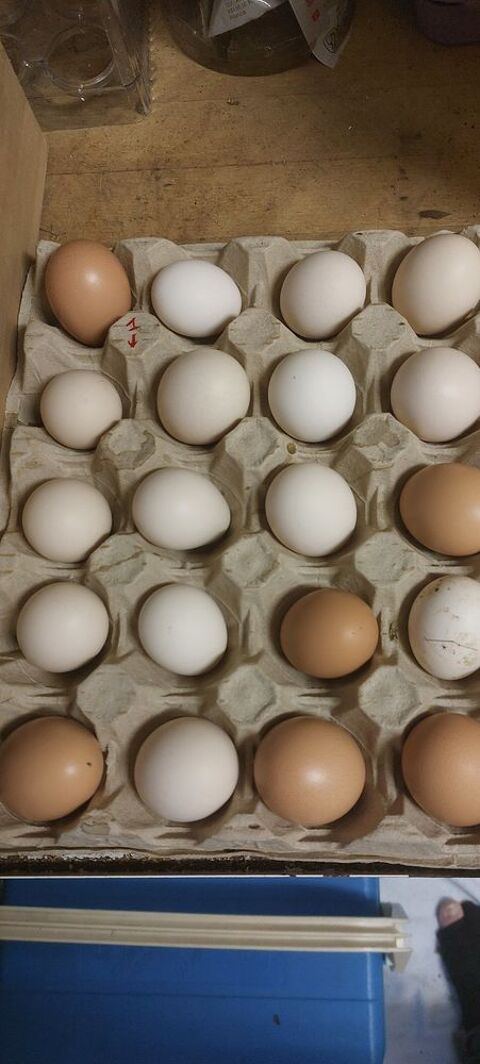 Oeufs de poule 0 93160 Noisy-le-grand