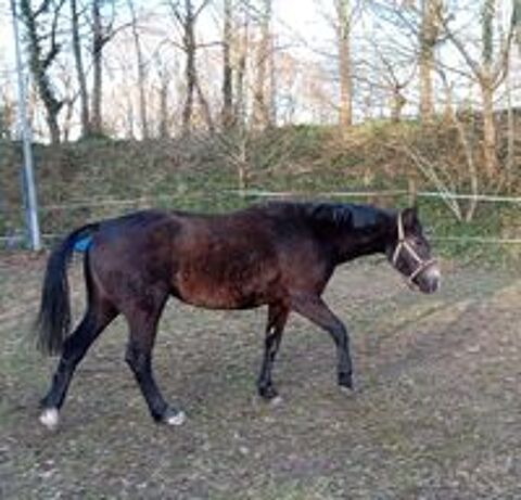   Poulains , cheval 2 ans 