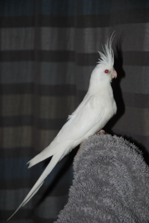 Calopsitte eam albino 100 83170 Brignoles