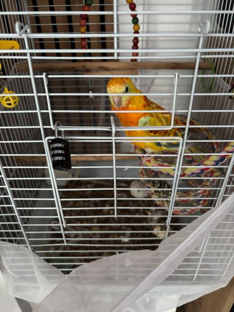 Perruche croupion m&acirc;le &eacute;lev&eacute; a la main 100 77730 Sa�cy-sur-marne