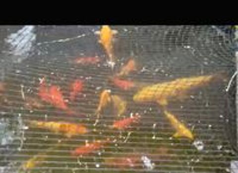   ? Carpes Koï + matériel de bassin complet  Prix à débattre 