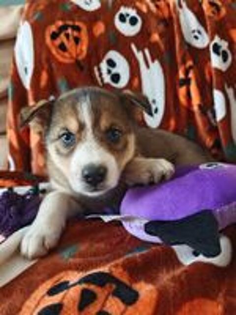   Husky siberien 