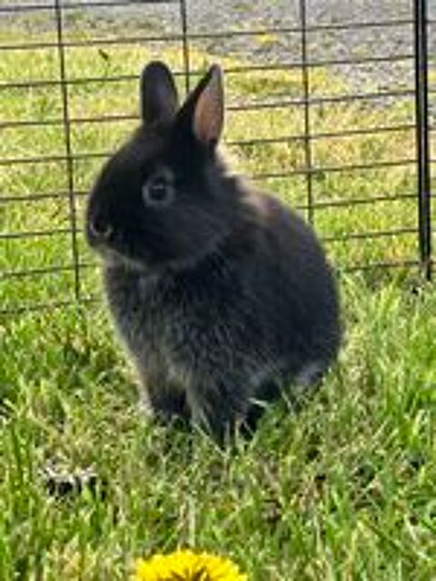   Lapin nain  