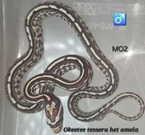   Pantherophis guttatus okeetee/reverse 