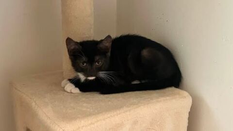 Chat MARTINI &agrave; l adoption 140 26500 Bourg-lès-valence