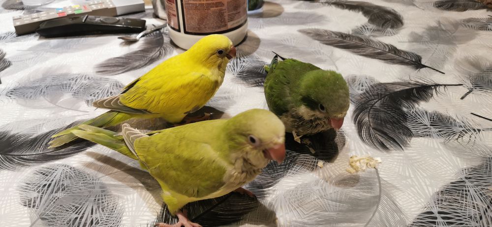   Conure veuve  