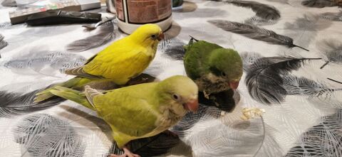 Conure veuve 200 94500 Champigny-sur-marne