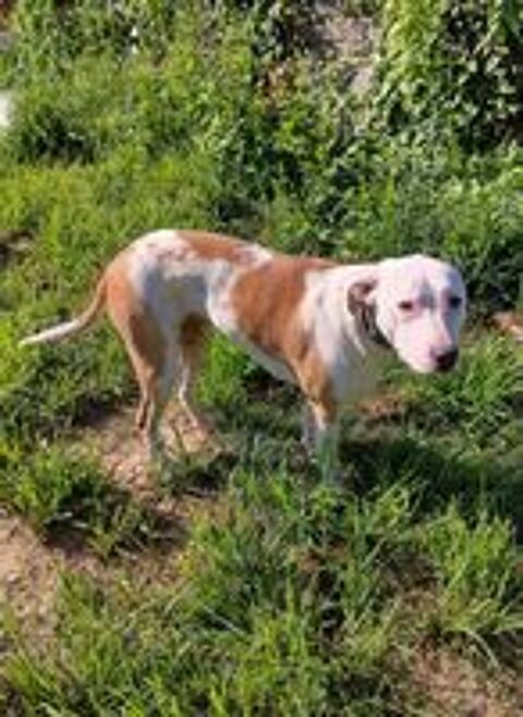   Romy, femelle, X Berger, née le 02/10/2022 
