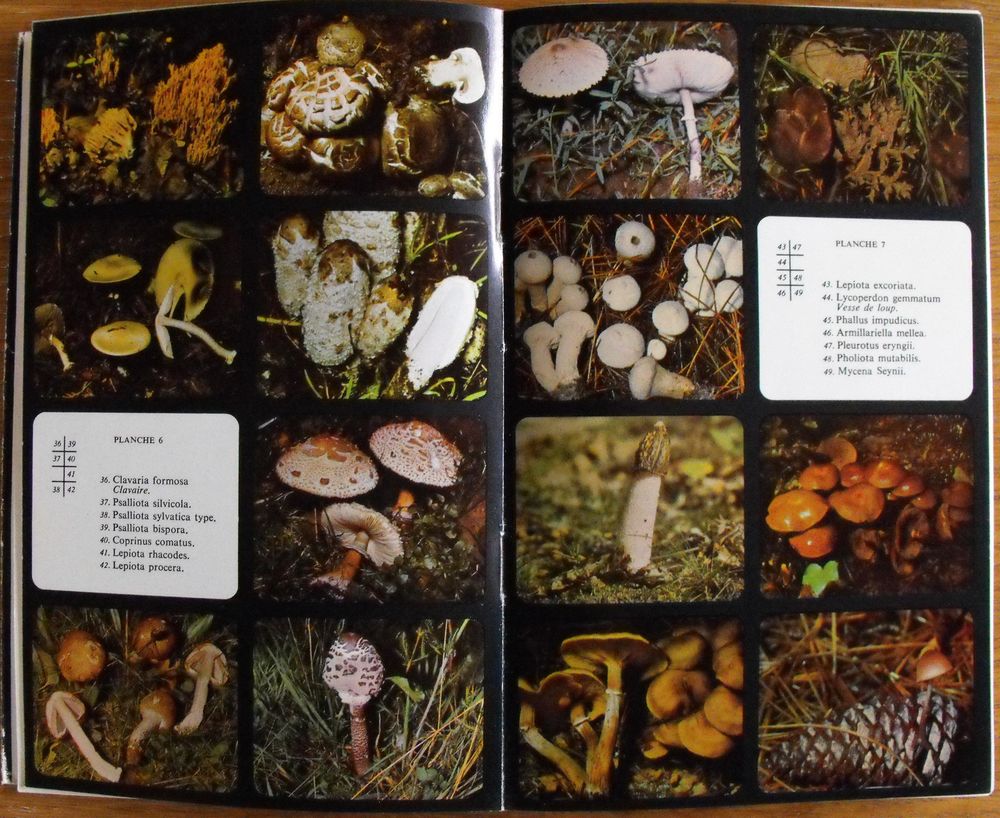 La vie myst&eacute;rieuse des champignons sauvages Livres et BD