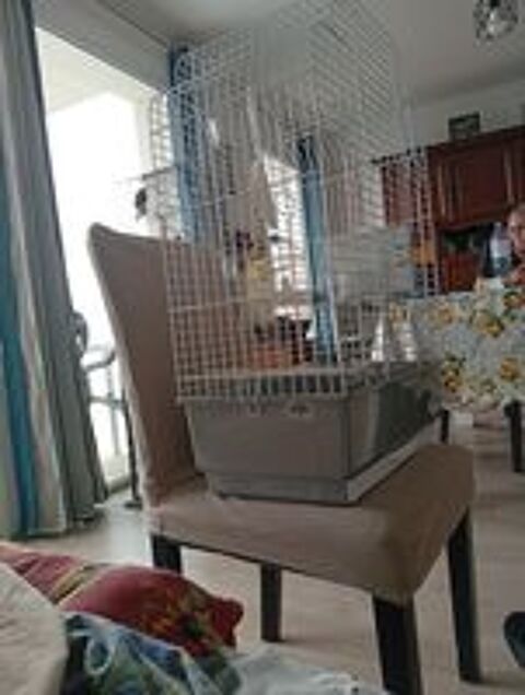   Cage oiseaux 
