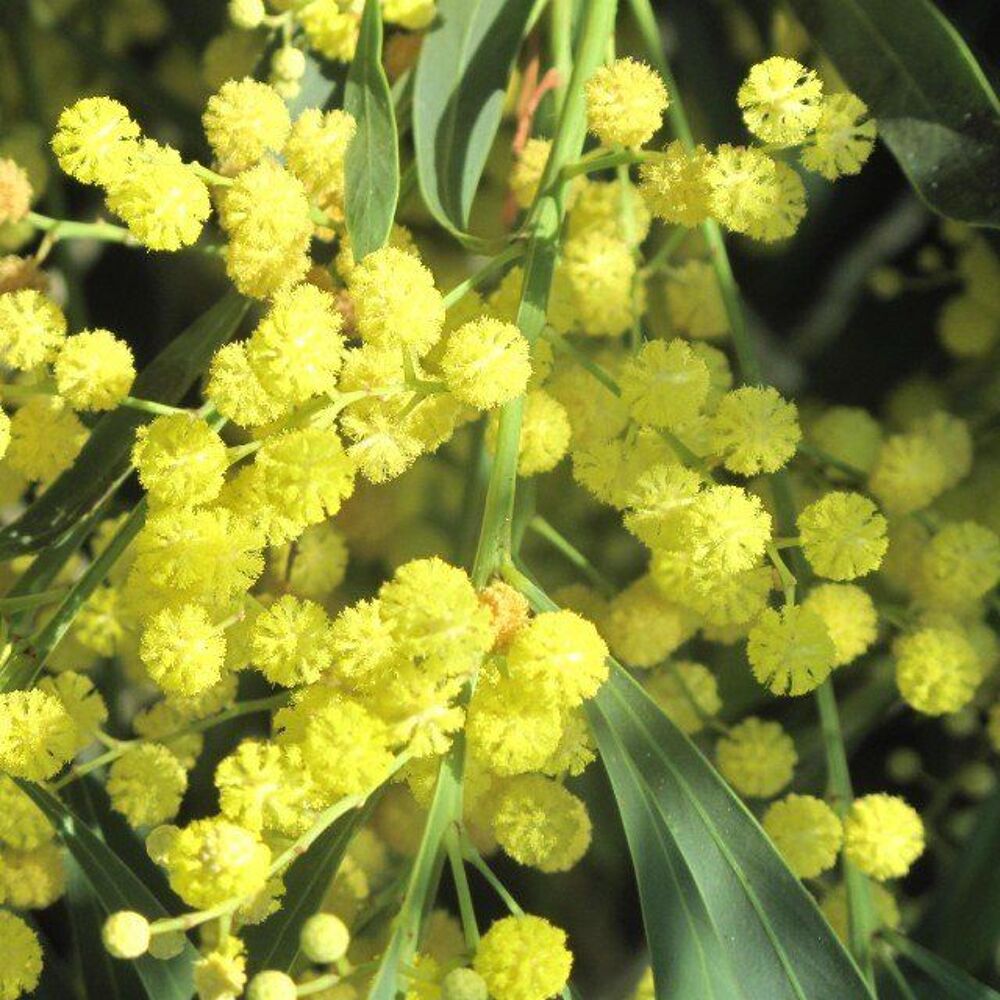 Mimosa 4saison Jardin