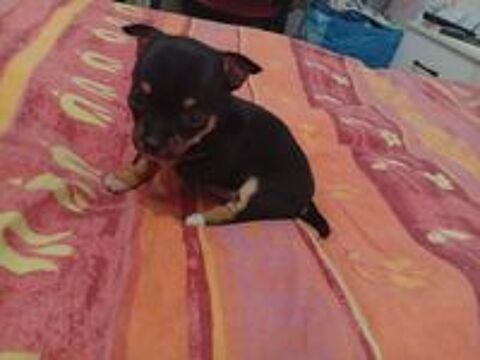   Chiots chihuahua  