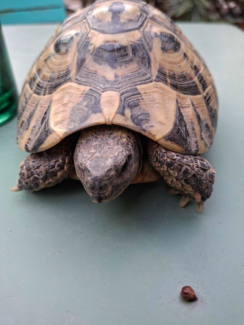 tortue male Hermann hermmanni Jardin