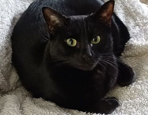 USU FEMELLE NOIRE 1 AN 1/2 195 92260 Fontenay-aux-roses