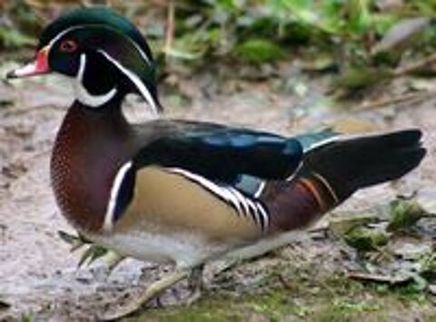   Canards d'ornements carolin, mandarin, sarcelles 