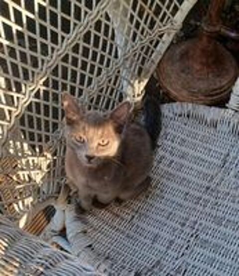   Stitch & Lilo en double adoption 