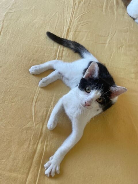 Taki un chaton sociable avec tous 180 92000 Nanterre