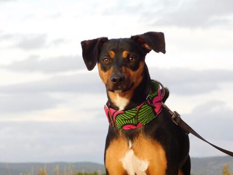 Taisi 2 ans et demi, adorable petite chienne 315 24140 Douville