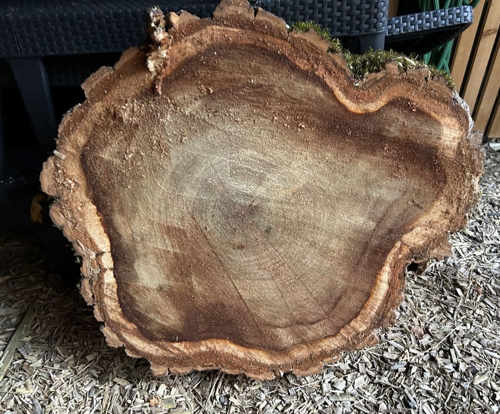 grandes rondelles bois brut, tranches de bois massif Jardin