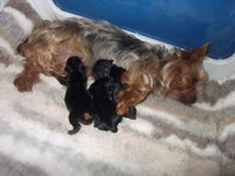  MAGNIFIQUE CHIOTS YORKSHIRE TERRIER 1 FEMELLE 2MALES 
