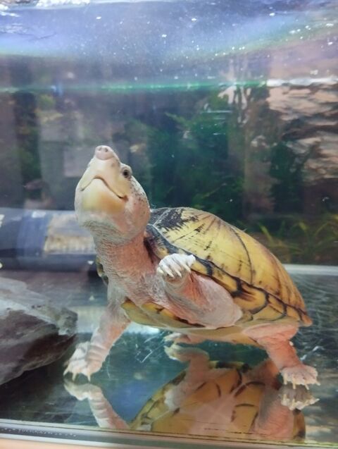 aquarium complet avec tortue Sternotherus carinatus 80 85260 L'herbergement