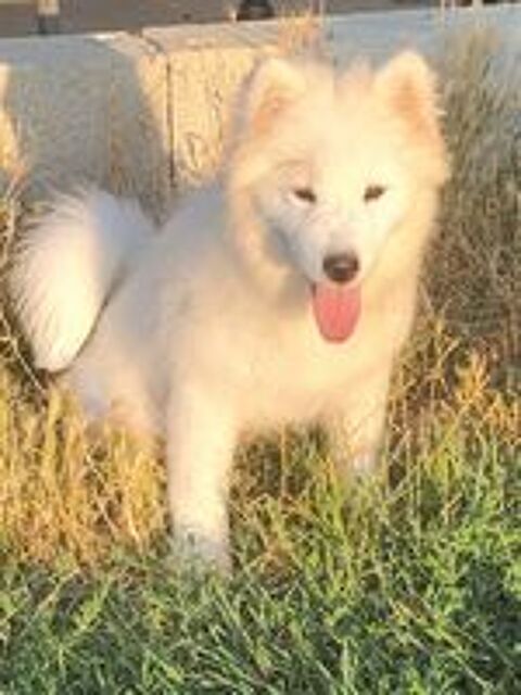   Femelle samoyede 