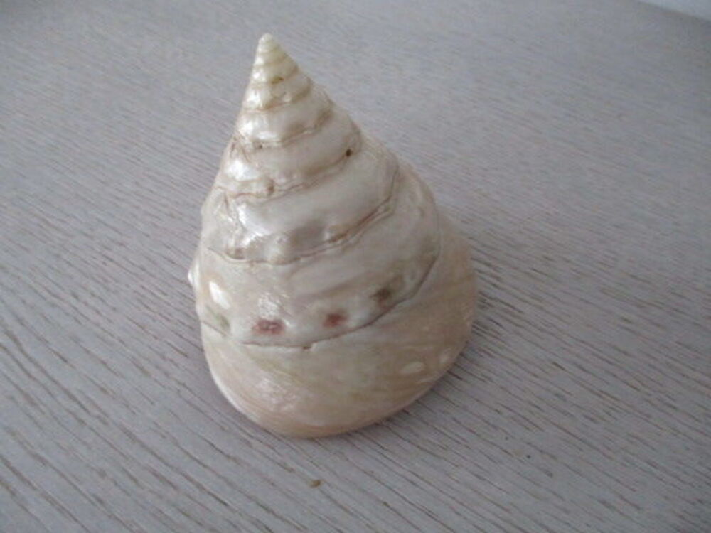 coquillage 