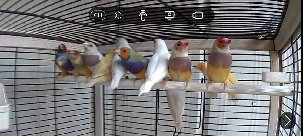   Diamant gould 