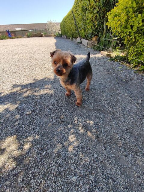 Male Yorkshire terrier 650 87320 Darnac