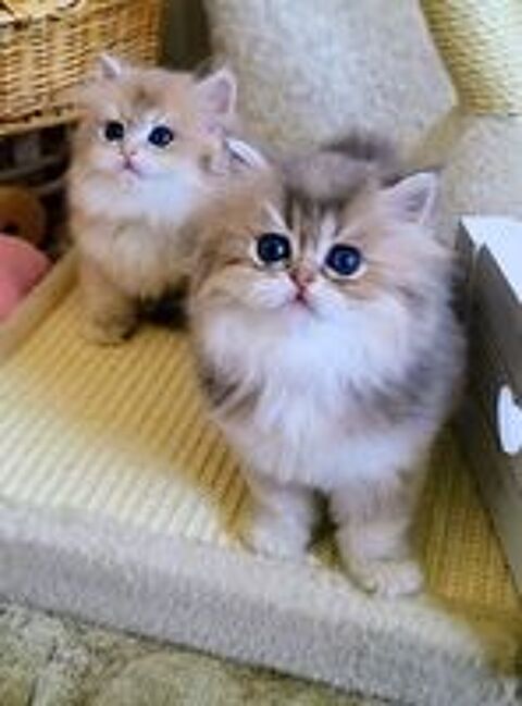   British Longhair, issues de lignées prestigieuses.  