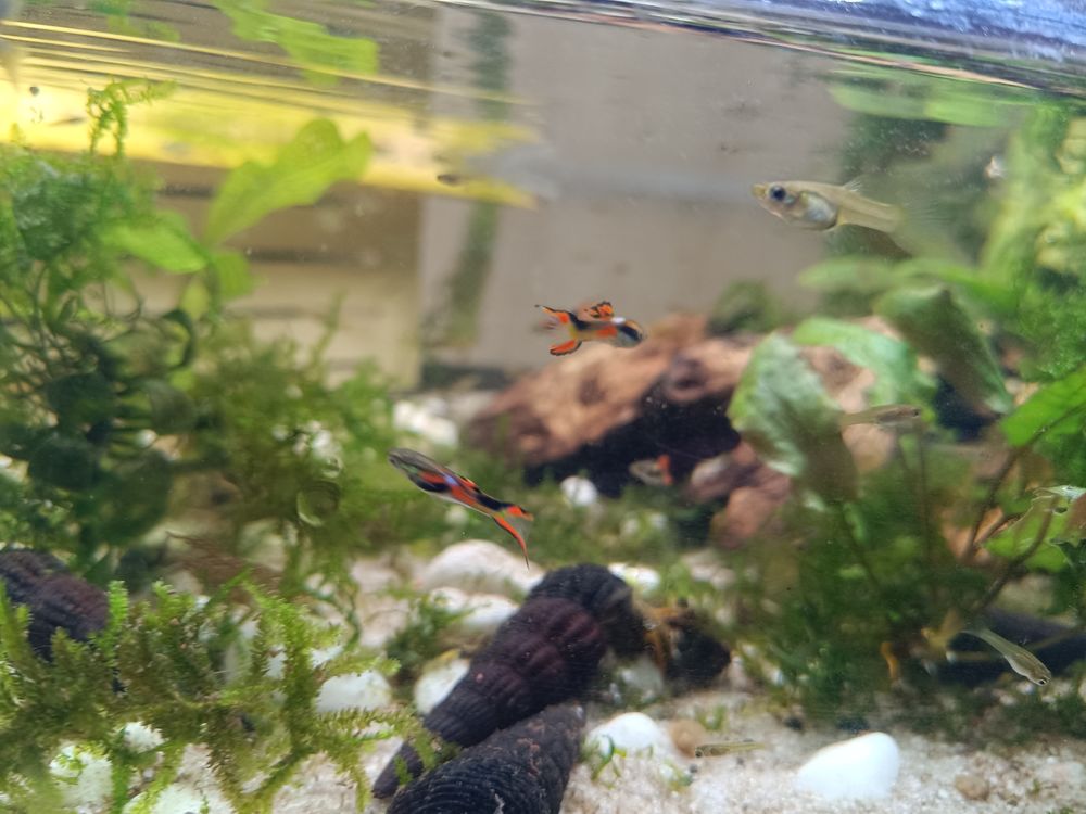   Guppy endler  