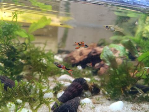 Guppy endler 1 91340 Ollainville