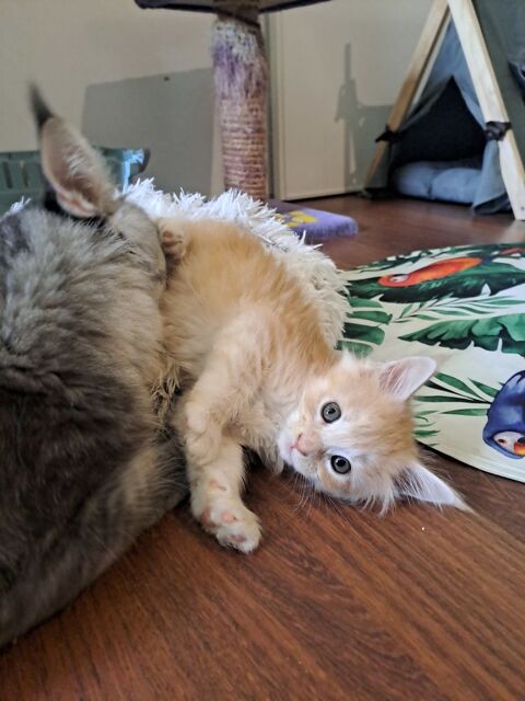 Chaton maine coon 800 56230 Questembert
