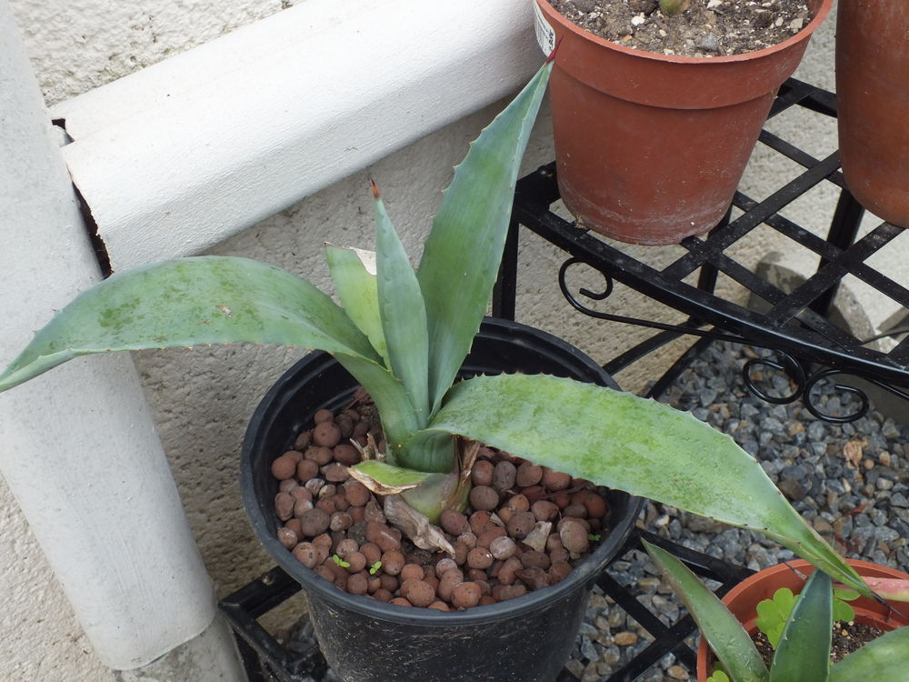 b&eacute;b&eacute;s Agave Jardin
