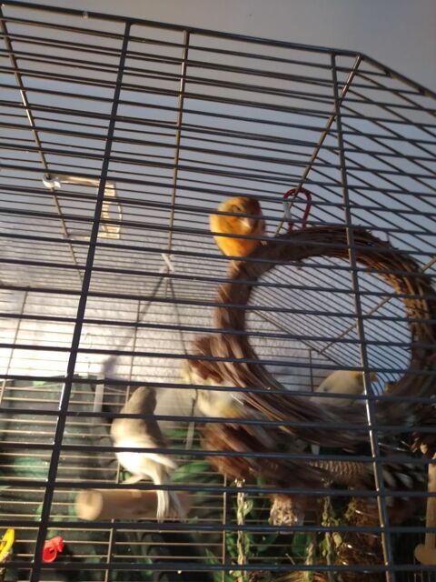 Cause d&eacute;part, 2 couples Canaries 100 38110 La tour-du-pin