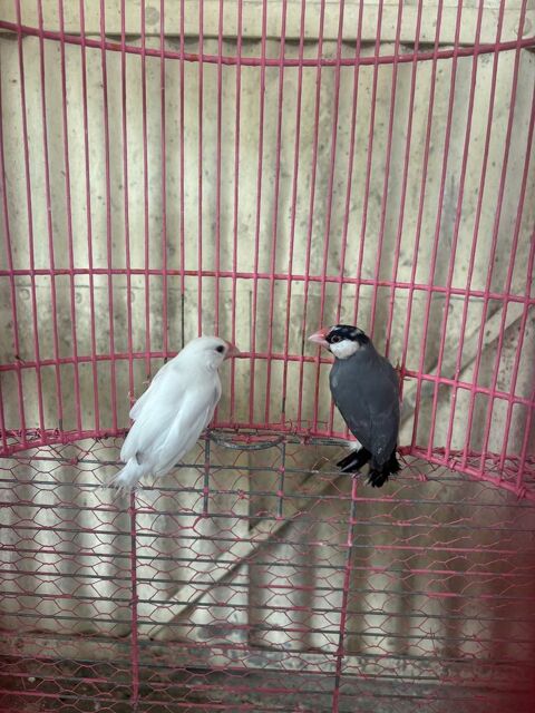 Couple Padda de Java 2025 40 33190 Fontet