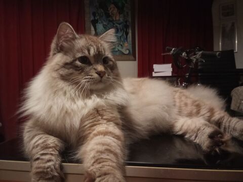 Saillie - Chat Sibérien LOOF 500 75017 Paris