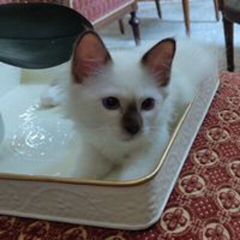   Chatons Sacrés de Birmanie LOOF 