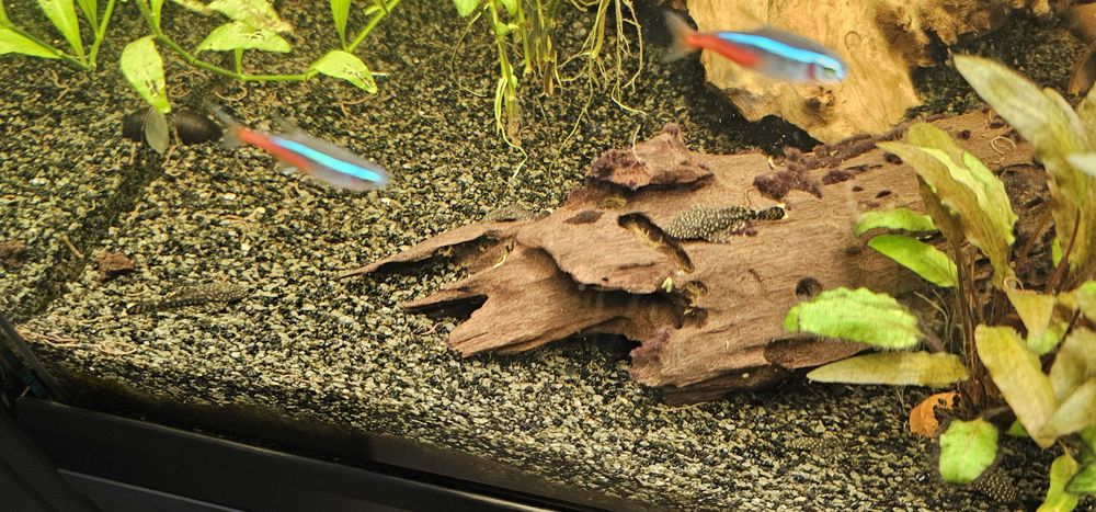donne poissons cause d&eacute;m&eacute;nagement 