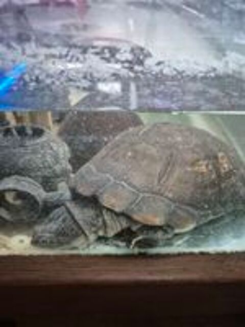   ? Tortues aquatiques Sternotherus carinatus 