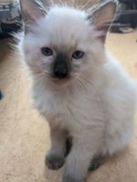    3 chatons Ragdoll LOOF avec pedigree, vaccinés et pucés, Co 