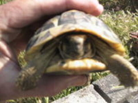   Couple de tortues terrestres. 