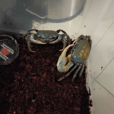 Couple de Cardisoma guanhumi 15 60290 Cambronne-l�s-clermont